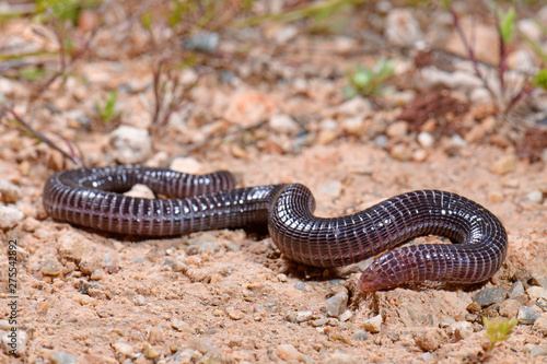 Türkische Ringelwühle (Blanus strauchi)- turkish worm lizard photo