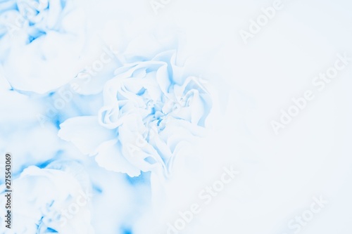 Delicate blue carnations flowers on the white background. Soft pastel flower