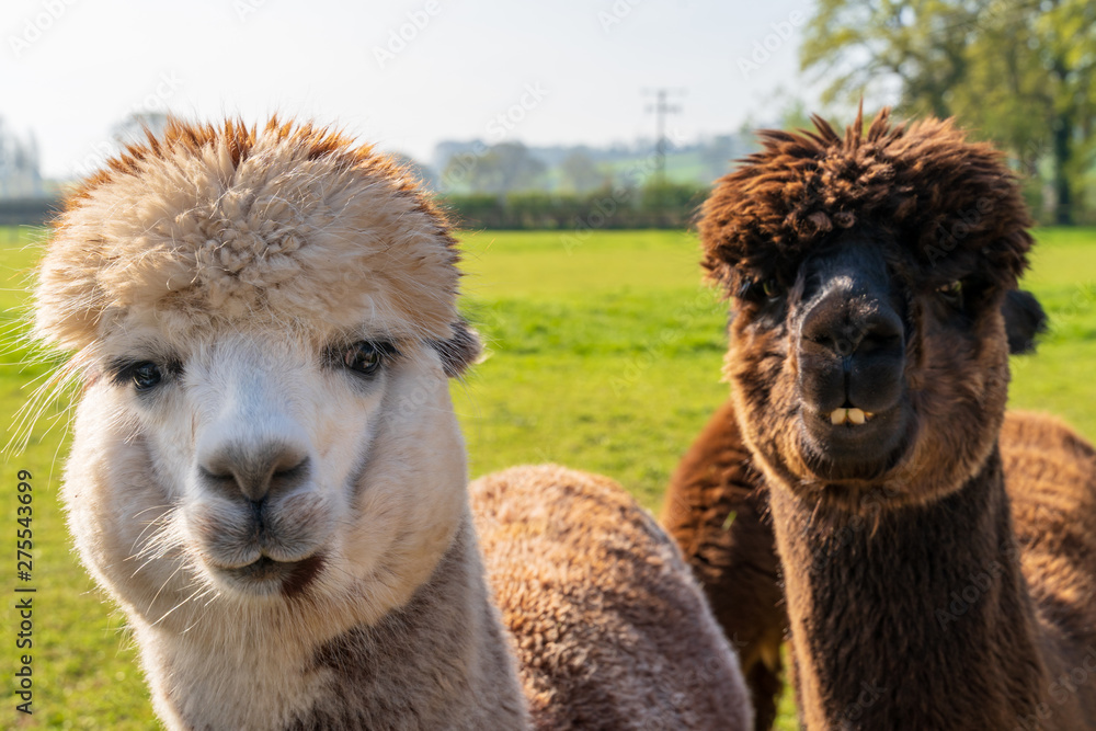 Close up of funny looking alpacas at farm