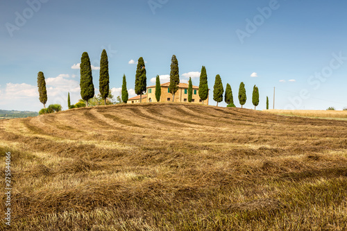 Summer colors of countryside  Tuscany  Italy