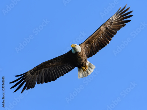 Bald Eagle in Flight on Blue Sky © FotoRequest