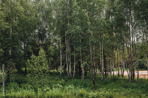 Stock photo of bright green forest with birch trees.