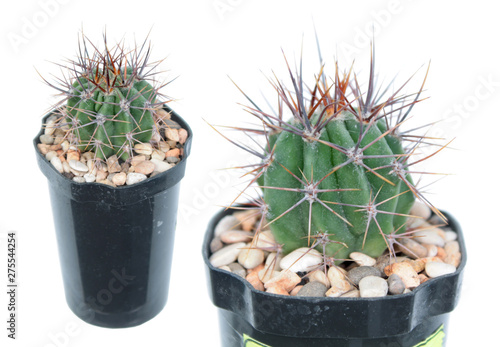 Echinopsis leucantha (VG-213) or Easter Lily Cactus isolated on white background photo