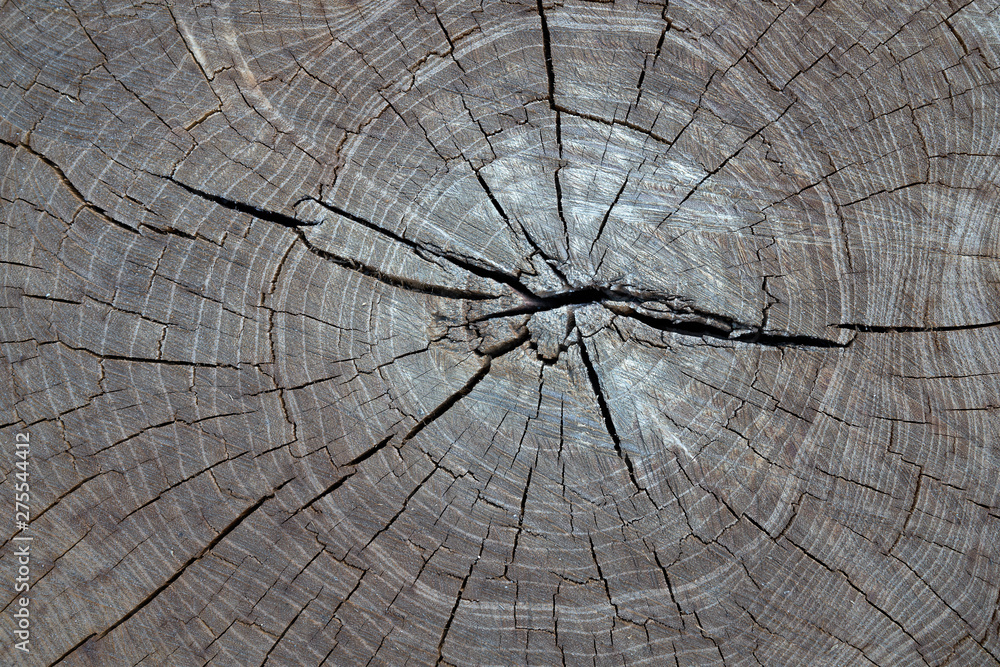Fototapeta premium Closeup photo of a cut of a wooden log.