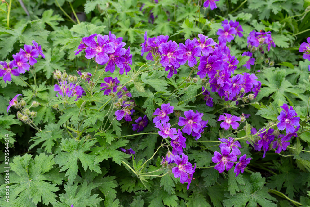 Botanical species of wild geraniums with beautiful purple flowers bloomed in the garden on a summer day. Wild Geranium Pelargonium