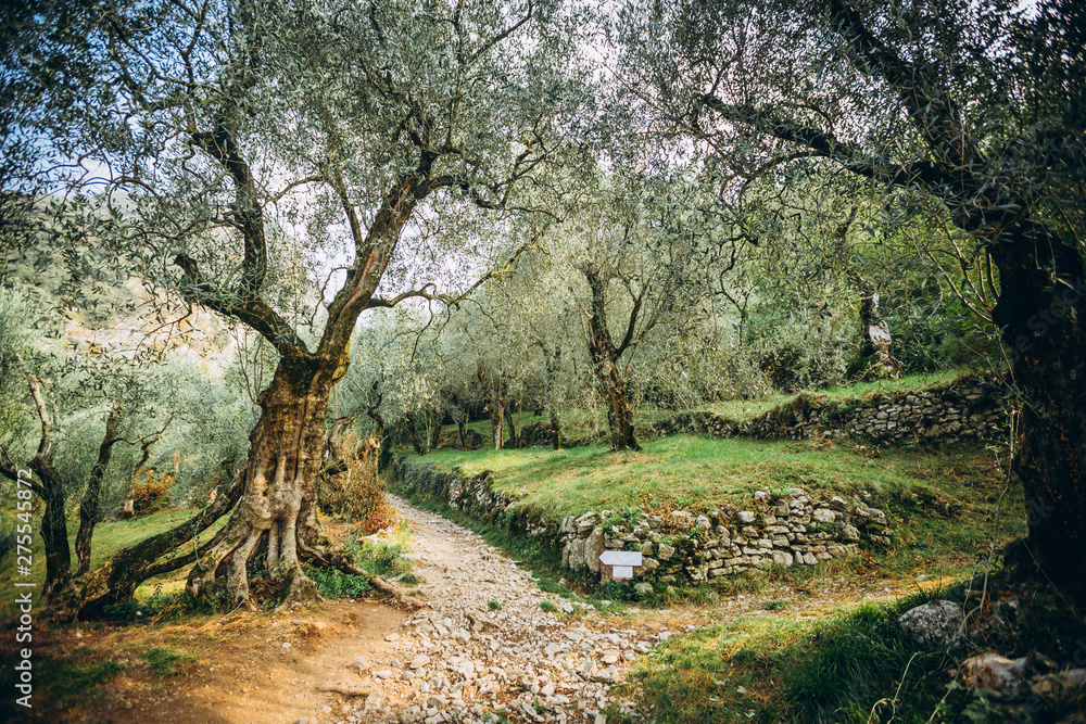 Olives on branch. Olive trees garden, mediterranean olive field. Olives in various stages of ripening. Soft focus background. Olives on branch. Olive trees garden, mediterranean olive field. Olives in various stages of ripening. Soft focus background.