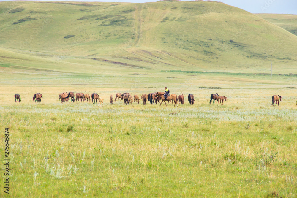 Herd of horses with shepherd on a green meadow. Horse farm pasture with mare and foal. Summer day landscape
