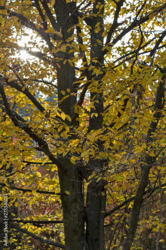 Fototapeta Naklejka Na Ścianę i Meble -  Oak forest with sun looking through the branches