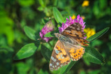 Argynnis paphia. Beautiful Argynnis paphia butterfly in sunlight in herb garden.