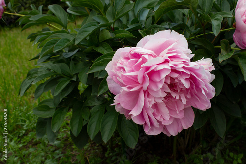 Beautiful flower of pink peony on the background of green leaves in the garden. Peony flower close up