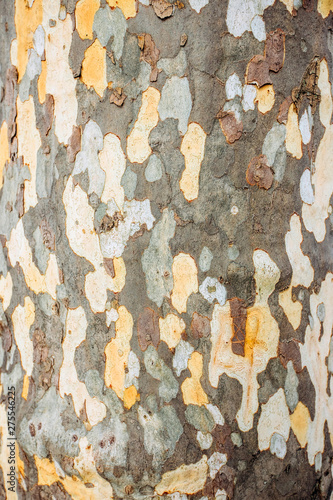 a close up of the surface pattern created by the bark on the trunk of a Plane tree. Patterns on the bark of plane tree or sycamores tree. Texture of the bark of plane tree