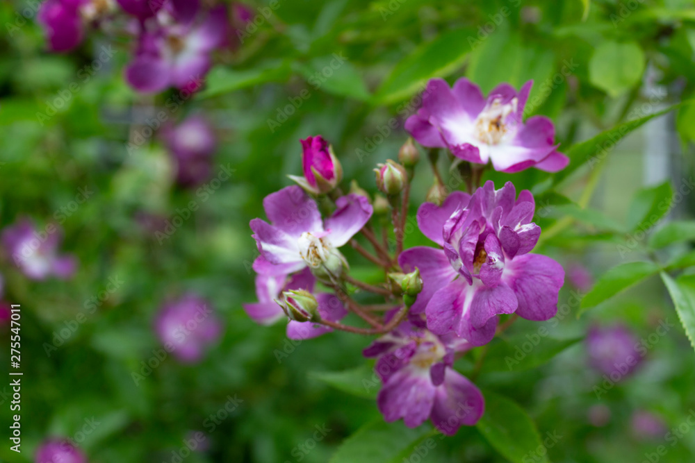 The flowers of this climbing rose of the Violet Blue Veilchenblau variety are in the garden near the house on a summer day. The flowers of this climbing rose of the Violet Blue Veilchenblau variety are in the garden near the house on a summer day.