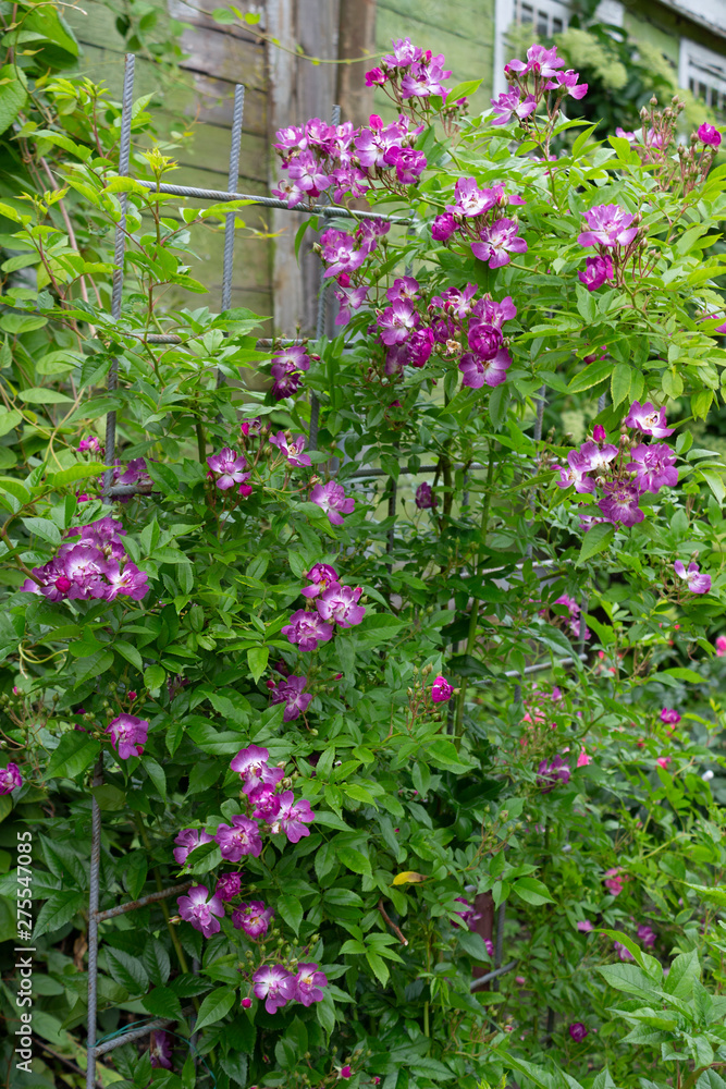 The flowers of this climbing rose of the Violet Blue Veilchenblau variety are in the garden near the house on a summer day.