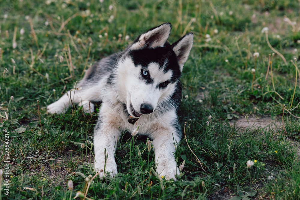 Husky puppy with multi-colored eyes frolics on the lawn with white clover flowers. Heterochromia in animals.