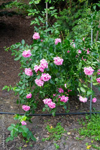 A bush of beautiful pink roses blooms with many flowers in the summer garden