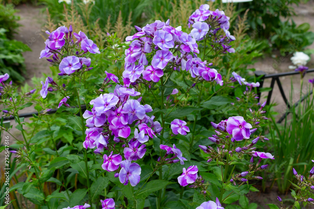 Purple phlox bloomed in the garden