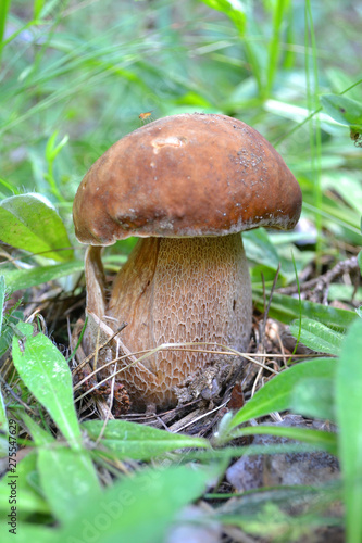 Cep mushroom in a forest scene, cep growing in the forest close up (Boletus edulis)