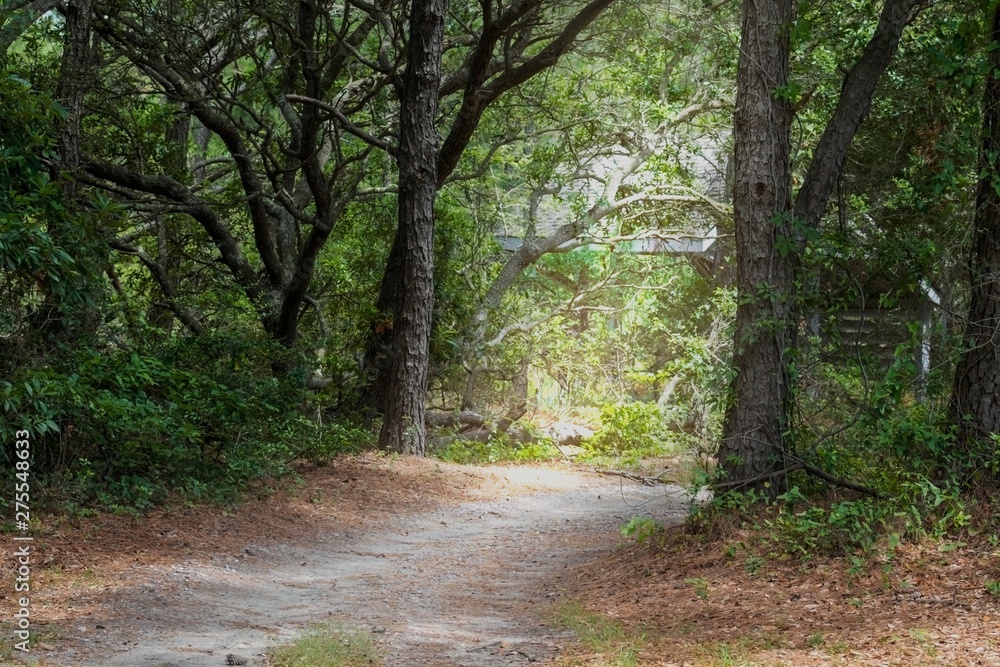 Fototapeta premium ścieżka w lesie