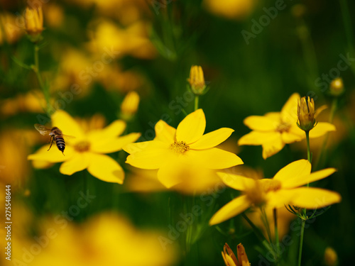 yellow daffodils in garden © Andreas Hildebrandt