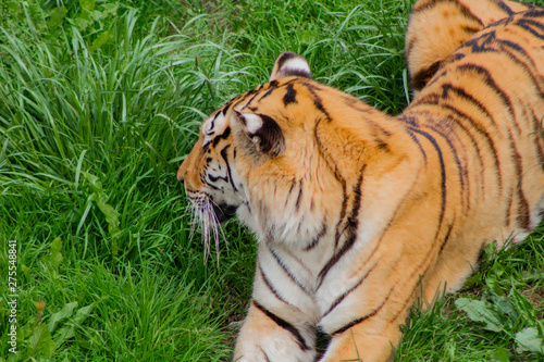 tigers strolling and relaxing in a green meadow with rocky walls