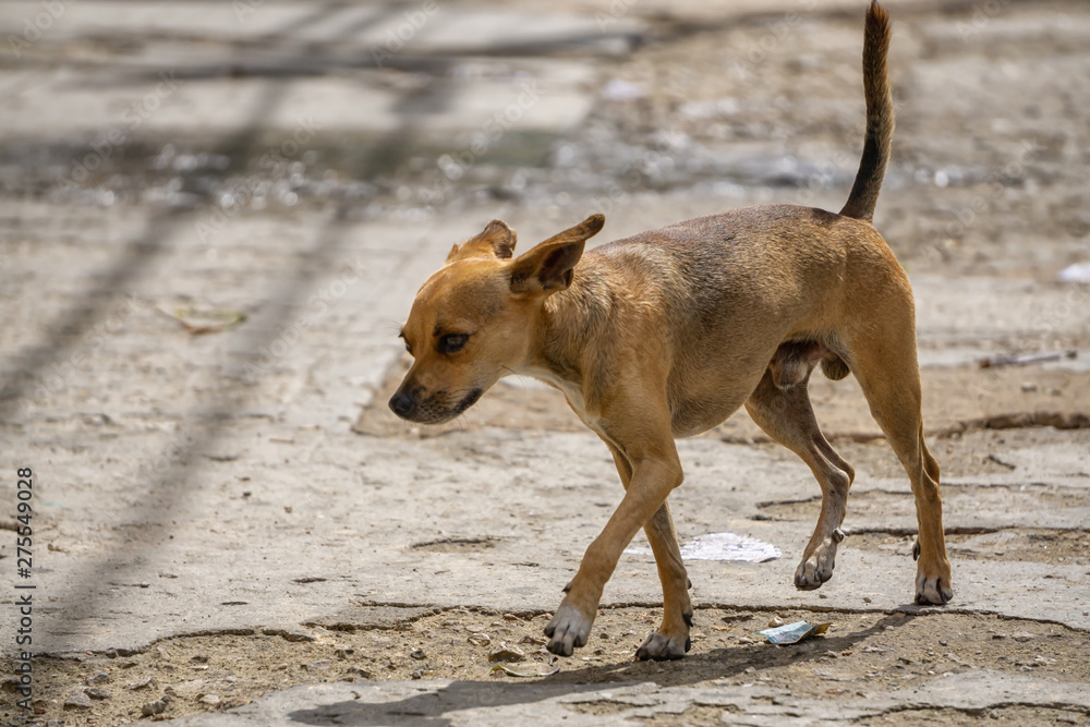 Poor, unwanted, homeless dog in the Streets of Old Havana City, Capital of Cuba, during a sunny day. Poor, unwanted, homeless dog in the Streets of Old Havana City, Capital of Cuba, during a sunny day.