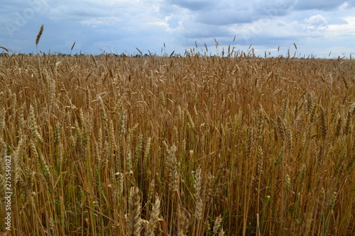 golden wheat field