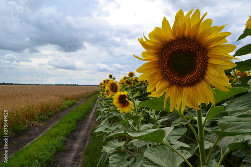 field of sunflowers and blue sky and road