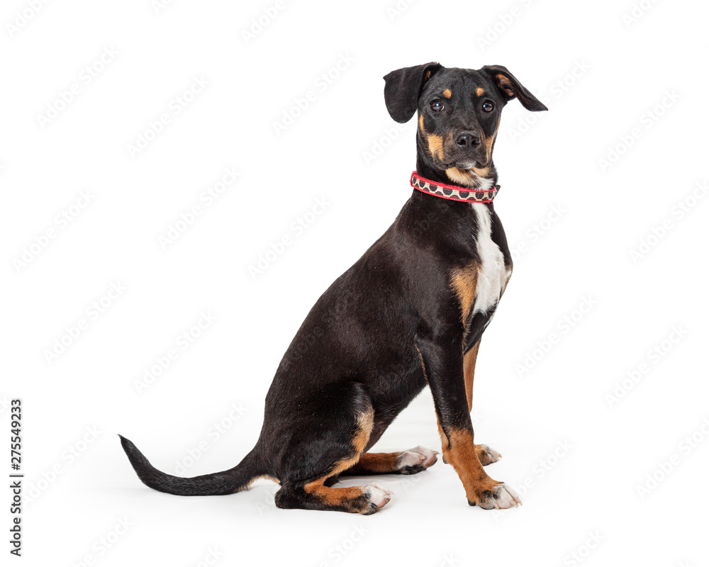 Cute Attentive Doberman Crossbreed Puppy Sitting Tall
