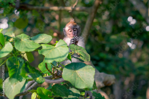 Photography A young monkey focusing on something in its hand at the Monkey Forest Sanctuary