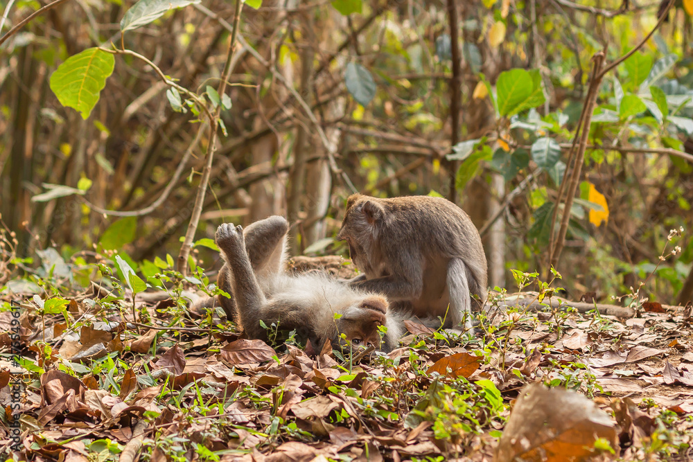 One macaque monkey grooming another at the Monkey Forest Sanctuary in Ubud, Bali, Indonesia One macaque monkey grooming another at the Monkey Forest Sanctuary in Ubud, Bali, Indonesia