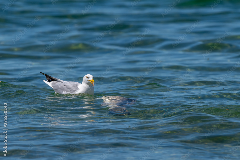Herring gull (Larus argentatus) feeding on a dead fish (believed to be a common carp (Cyprinus carpio)) in Lake Michigan, USA. Herring gull (Larus argentatus) feeding on a dead fish (believed to be a common carp (Cyprinus carpio)) in Lake Michigan, USA.