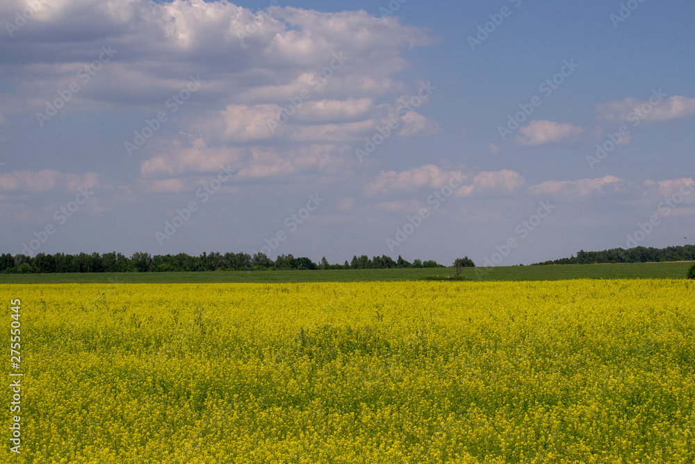 Yellow oilseed rape field under the blue sky with sun Yellow oilseed rape field under the blue sky with sun