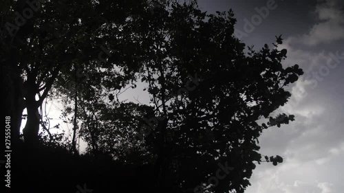 Tree in back light 02