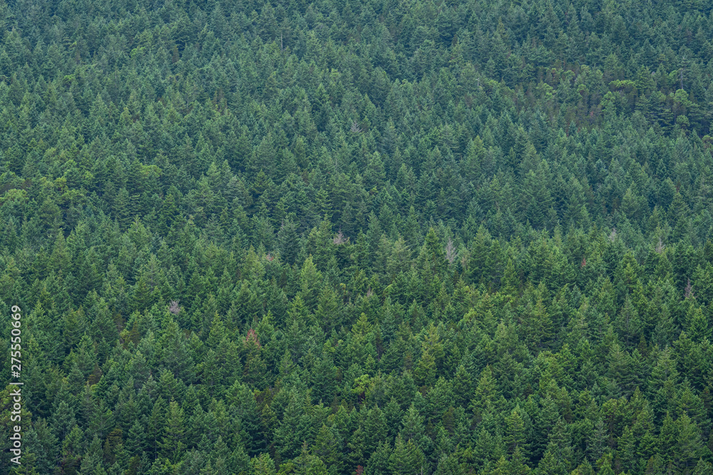 Hillside covered in evergreen trees as a green nature background Hillside covered in evergreen trees as a green nature background