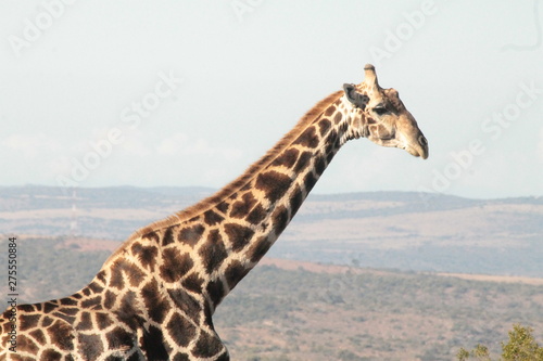 Photography giraffe in africa