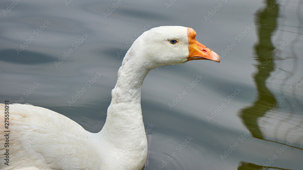 Goose on lake detailed Goose on lake detailed