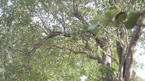 Tree and leaves - focus tipping 01