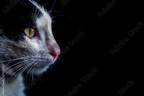 Male tuxedo cat portrait on a black background, macro photography