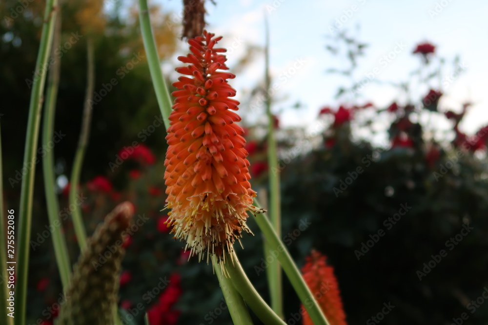 red flower red flower