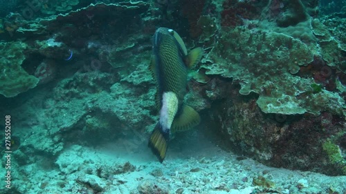 Titan Triggerfish, Balistoides viridescens closeup in Andaman sea