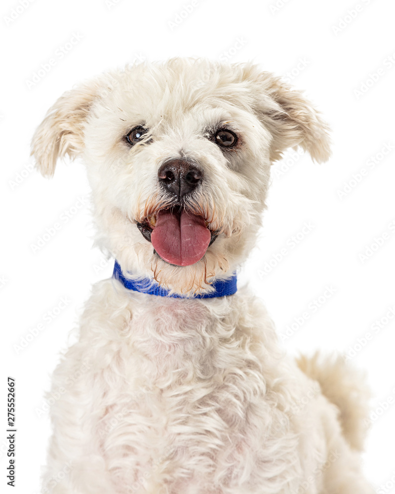 Cute Happy Smiling Poodle Crossbreed Dog