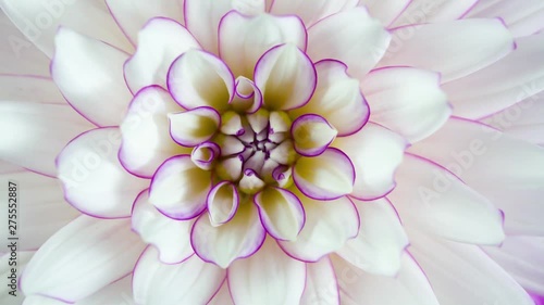 Blooming White Flower Macro Closeup. Studio Isolated Pink and White Dahlia