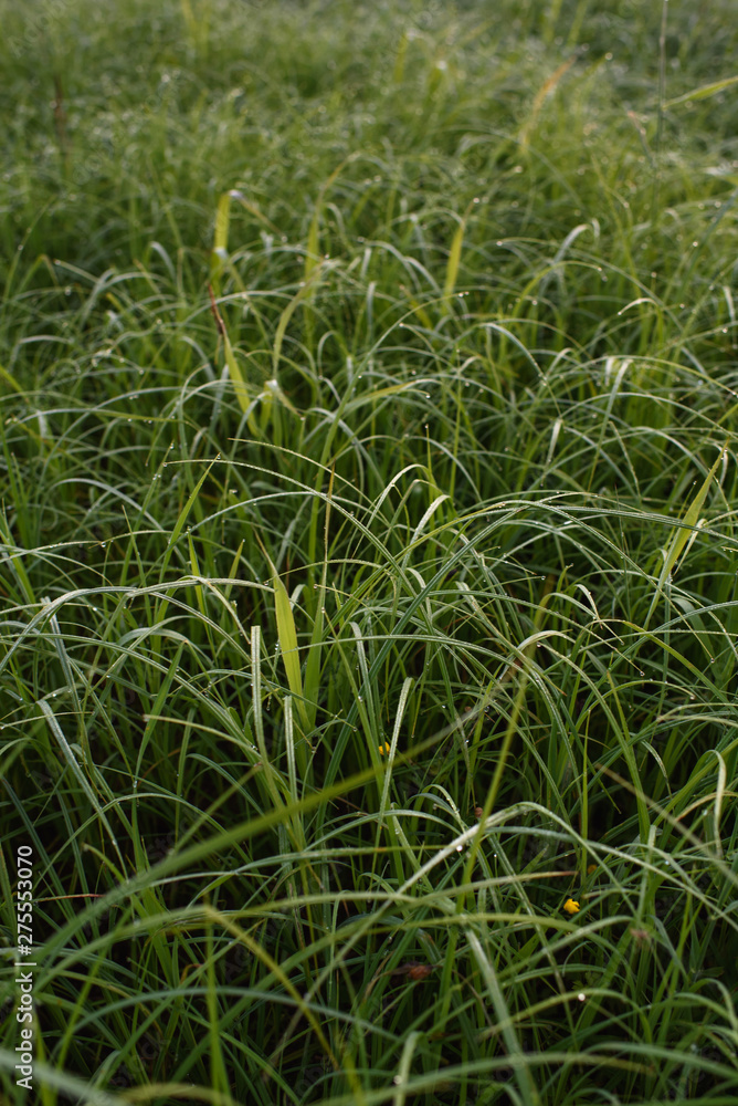 Dawn in a field Dawn in a field