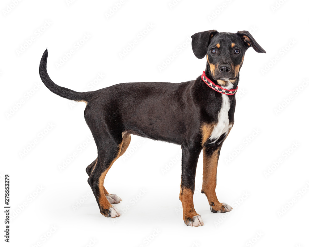 Doberman Crossbreed Puppy Standing Side Isolated