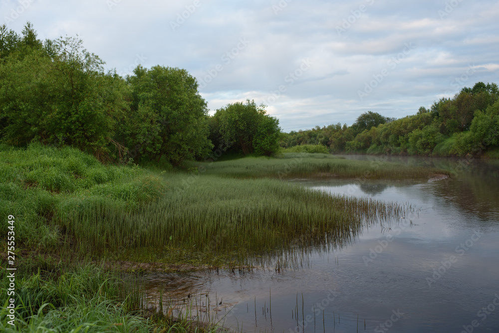 Obraz premium Overgrown bank of the river