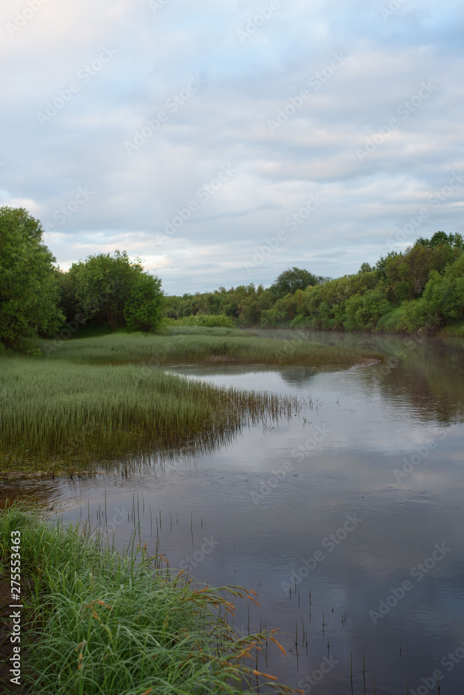 Overgrown bank of the river