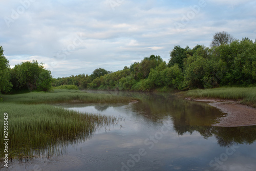 Overgrown bank of the river