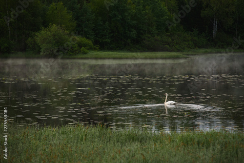 A white swan