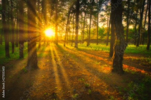 Foggy summer forest scenery at Pine Barrens, New Jersey , featuring visible sun rays passing through the trees. Orton effect photo
