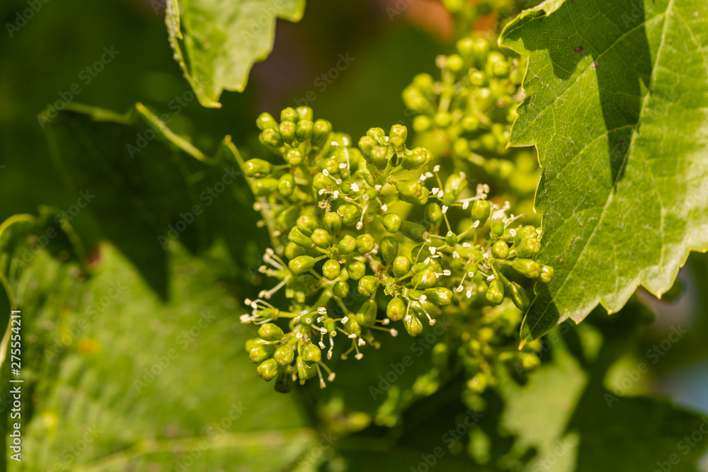 Viticulture - flowers of the vine. Wine-making. Technology of wine production. Wine production in Moldova. Viticulture - flowers of the vine. Wine-making. Technology of wine production. Wine production in Moldova.